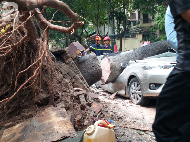 Hà Nội: Clip giải cứu chiếc xe ô tô bị cây cổ thụ bật gốc đè bẹp dúm-1
