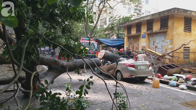 Hà Nội: Clip giải cứu chiếc xe ô tô bị cây cổ thụ bật gốc đè bẹp dúm-5