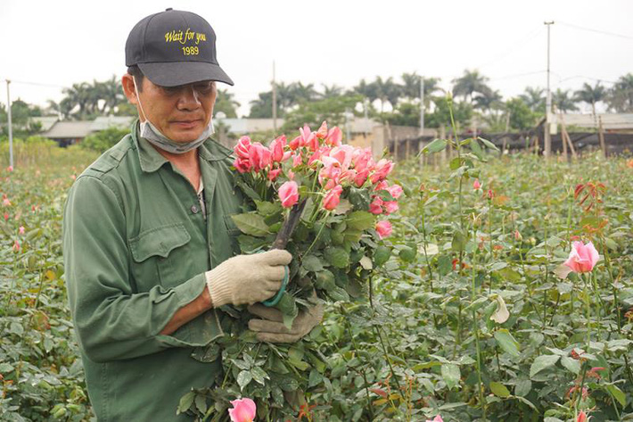 Thấm đòn Covid-19, giá hoa 8/3 giảm một nửa, người trồng lỗ nặng-1