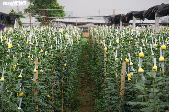 Thấm đòn Covid-19, giá hoa 8/3 giảm một nửa, người trồng lỗ nặng-3
