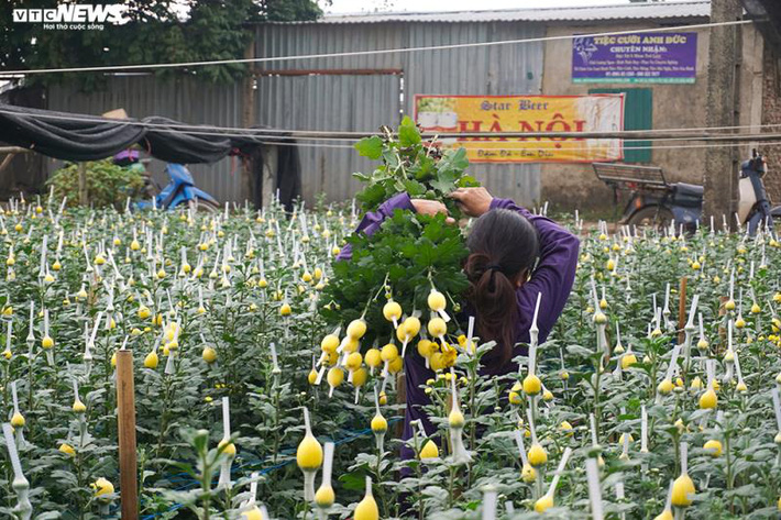 Thấm đòn Covid-19, giá hoa 8/3 giảm một nửa, người trồng lỗ nặng-4