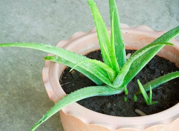 7 loại cây cảnh vừa đẹp vừa tốt, giúp nhà mùa hè vẫn mát rượi-1