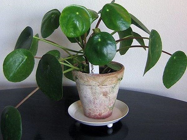 7 loại cây cảnh vừa đẹp vừa tốt, giúp nhà mùa hè vẫn mát rượi-3