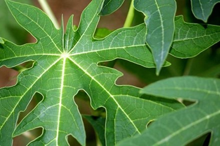 20 tác dụng chữa bệnh thần kỳ của loại lá đắng ngắt, 90% người Việt vứt bỏ