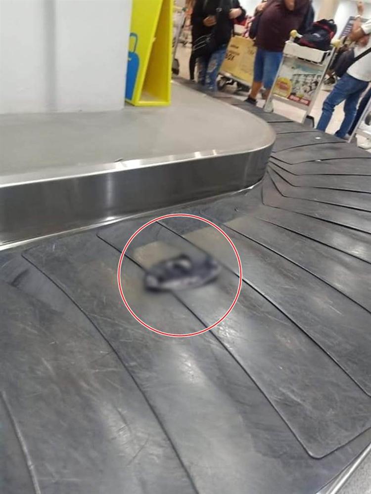 Hàng trăm hành khách ở sân bay ngơ ngác đứng nhìn chiếc quần lạ trôi qua lại trên băng hành lý, không ai dám nhận của mình-2