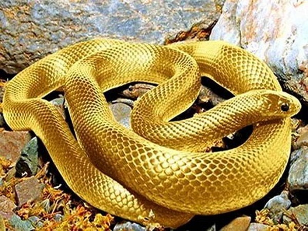 Ghen tỵ với 3 con giáp sinh ra đã có số giàu sang, cuộc sống sung túc, tài lộc bám chặt cả đời-3