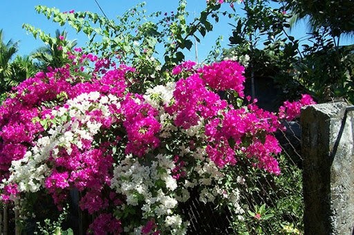 Mê mẩn với các loại cây trồng ban công vừa đẹp vừa dễ chăm sóc-3