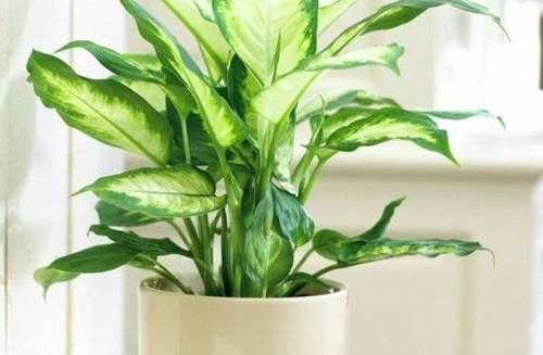 Mê mẩn với các loại cây trồng ban công vừa đẹp vừa dễ chăm sóc-6