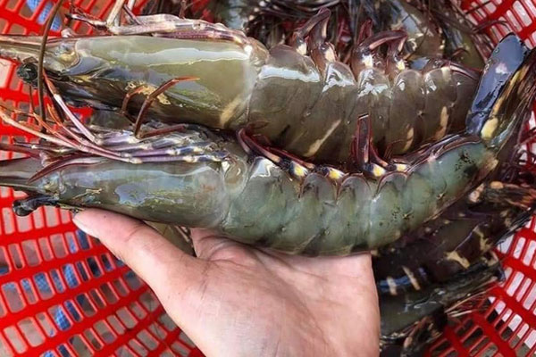 Tôm sú khổng lồ ngang cổ tay giá hơn triệu đồng/kg vẫn cháy hàng-6