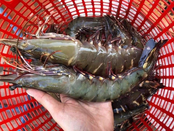 Tôm sú khổng lồ nặng ngang tôm hùm xanh, giá bạc triệu vẫn cháy hàng-2