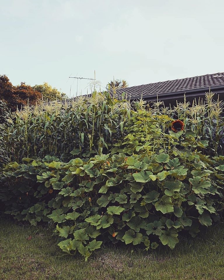 Khu vườn yên bình rộng 15ha ngập tràn hoa lá, cỏ cây của ông bố hai con-1