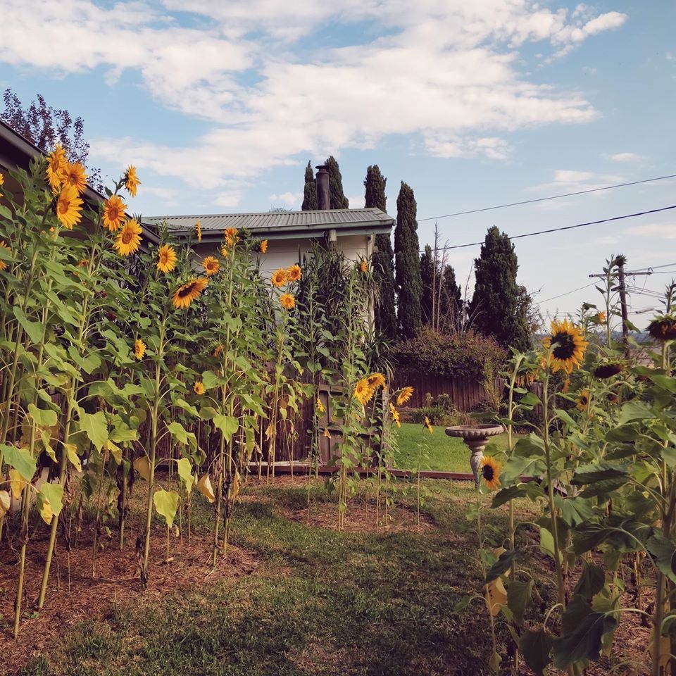 Khu vườn yên bình rộng 15ha ngập tràn hoa lá, cỏ cây của ông bố hai con-4