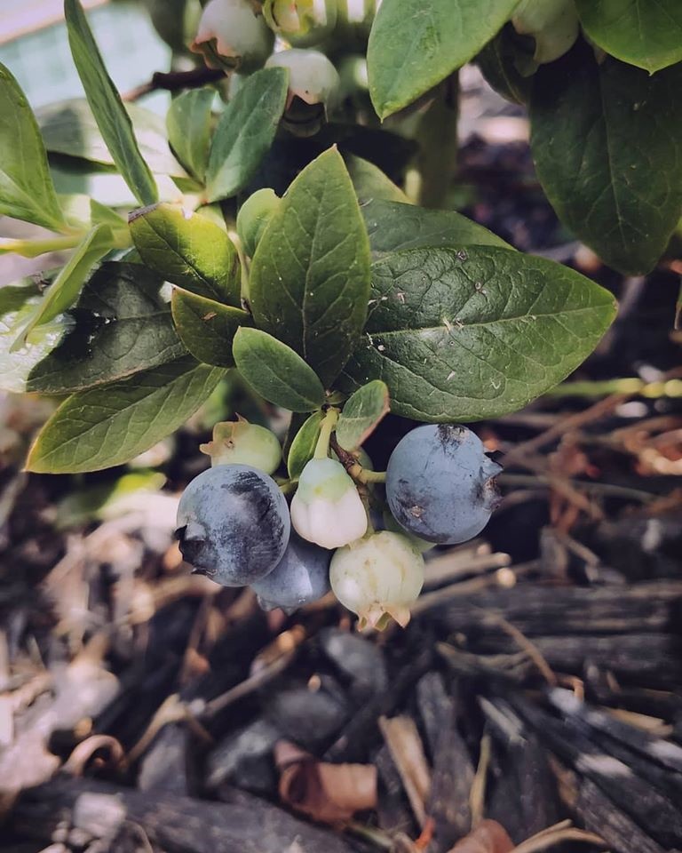 Khu vườn yên bình rộng 15ha ngập tràn hoa lá, cỏ cây của ông bố hai con-6