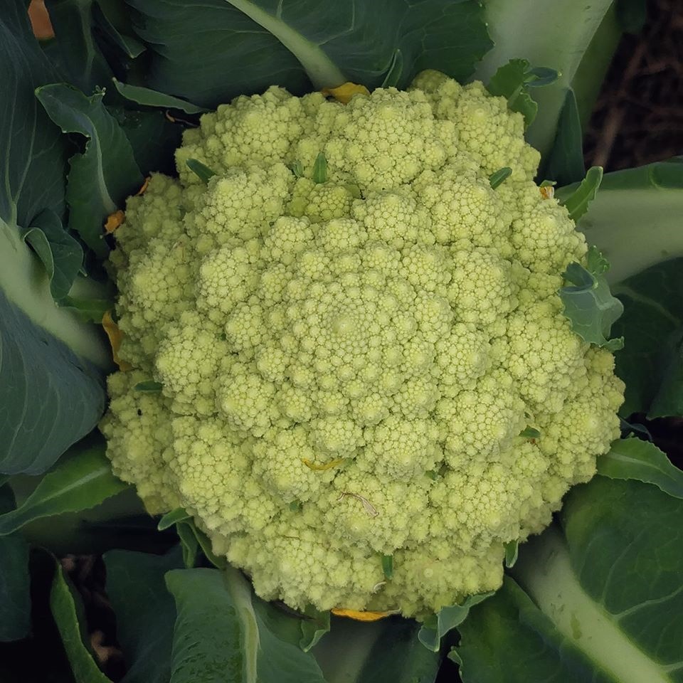 Khu vườn yên bình rộng 15ha ngập tràn hoa lá, cỏ cây của ông bố hai con-7