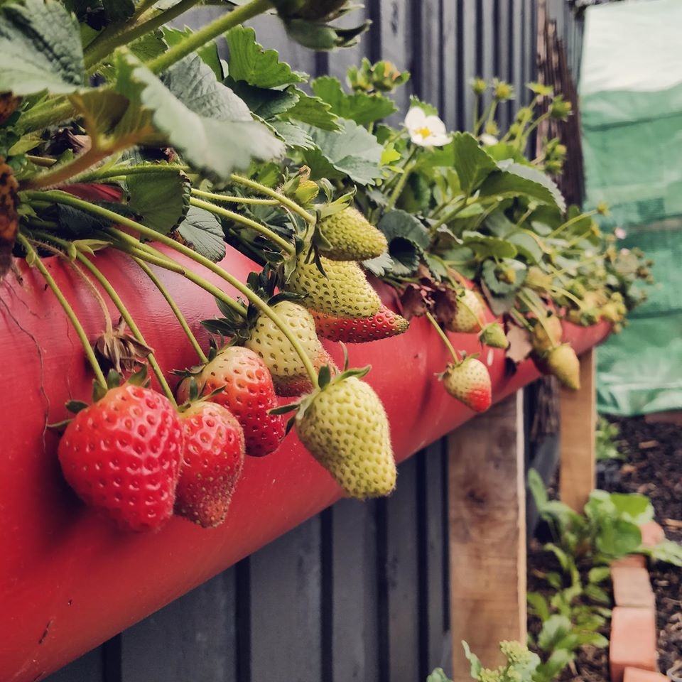 Khu vườn yên bình rộng 15ha ngập tràn hoa lá, cỏ cây của ông bố hai con-8