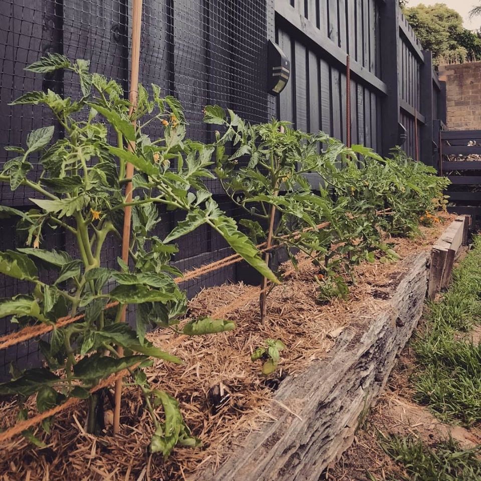 Khu vườn yên bình rộng 15ha ngập tràn hoa lá, cỏ cây của ông bố hai con-9