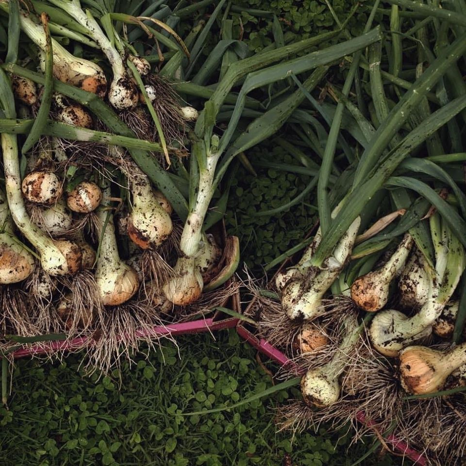 Khu vườn yên bình rộng 15ha ngập tràn hoa lá, cỏ cây của ông bố hai con-11