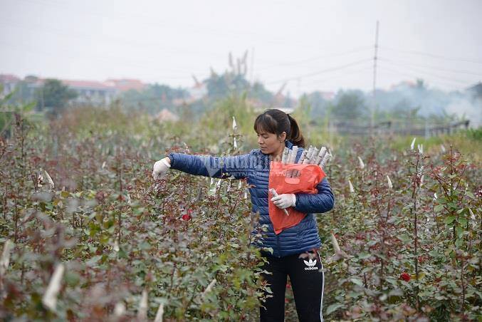 Chuyện chưa từng có, giá hoa giảm mạnh ngày 8/3-2