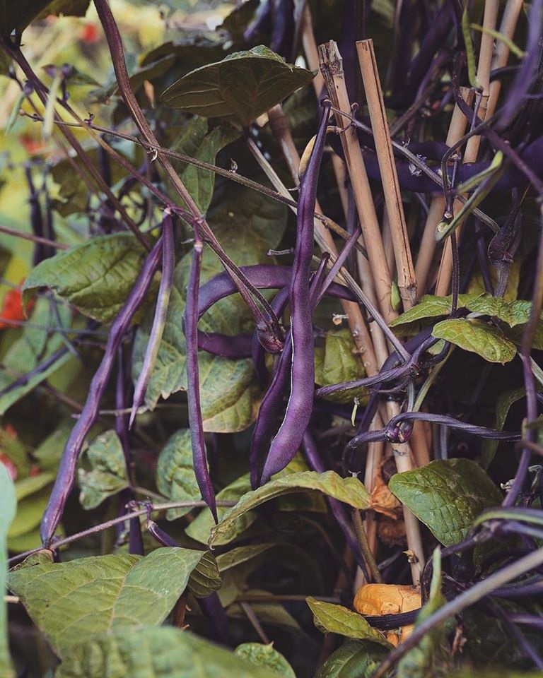 Khu vườn yên bình rộng 15ha ngập tràn hoa lá, cỏ cây của ông bố hai con-15