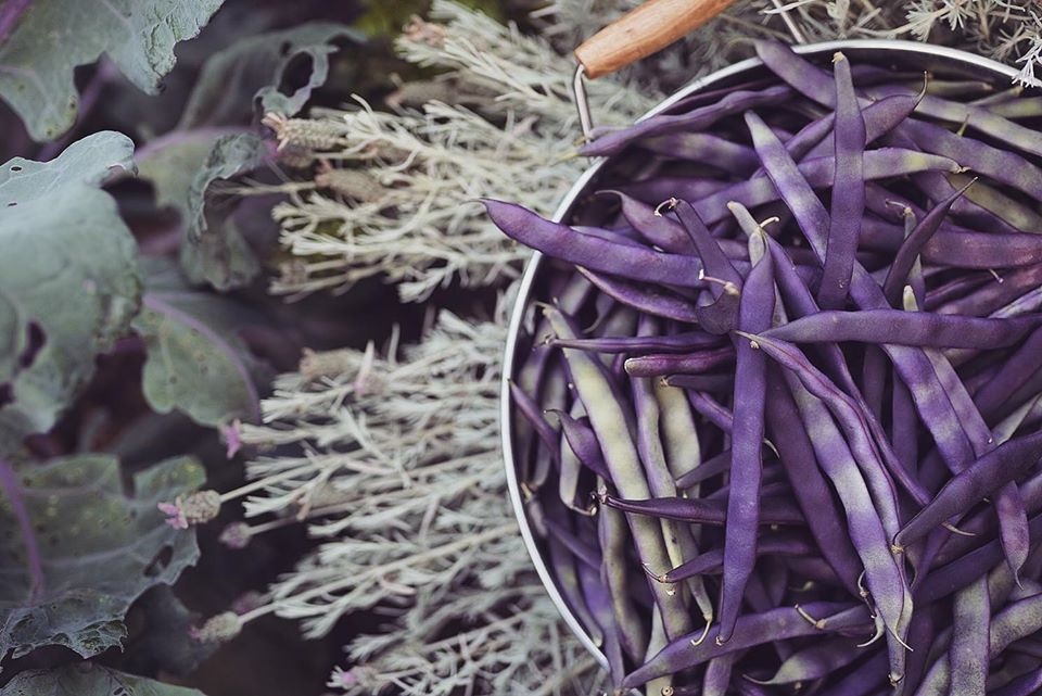 Khu vườn yên bình rộng 15ha ngập tràn hoa lá, cỏ cây của ông bố hai con-16