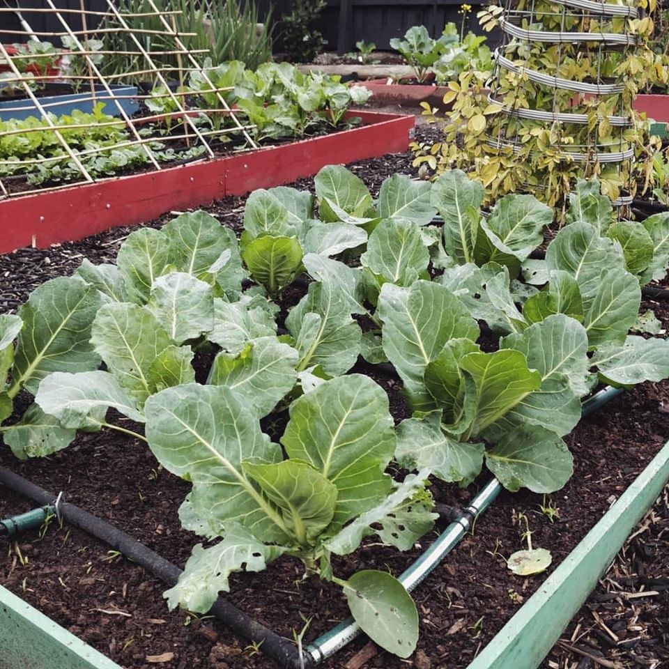 Khu vườn yên bình rộng 15ha ngập tràn hoa lá, cỏ cây của ông bố hai con-17