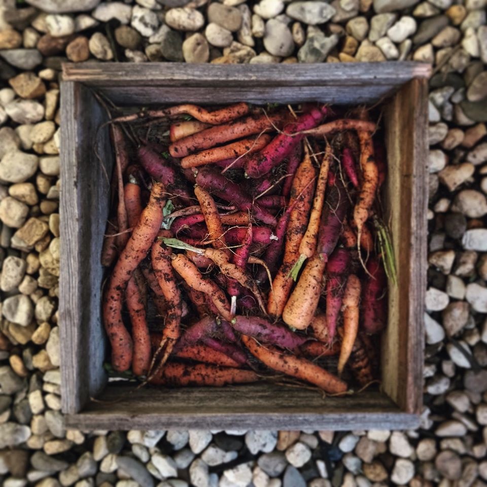 Khu vườn yên bình rộng 15ha ngập tràn hoa lá, cỏ cây của ông bố hai con-18