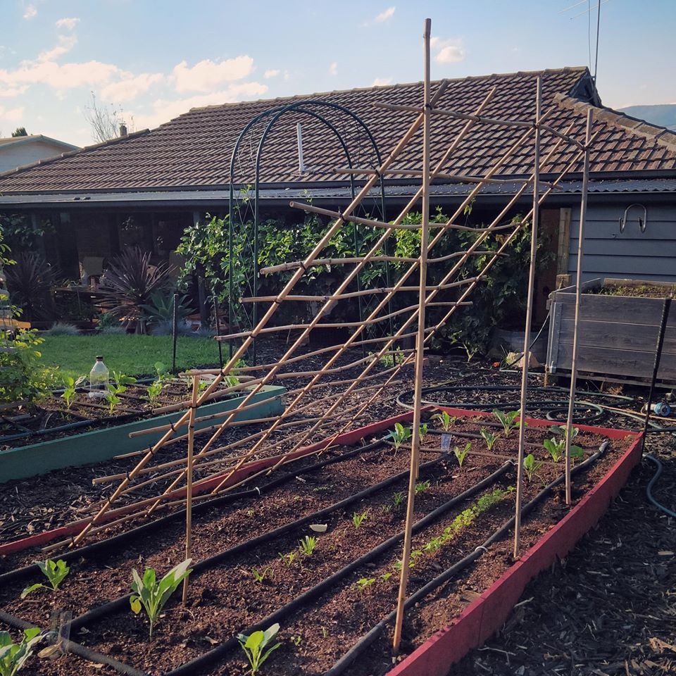 Khu vườn yên bình rộng 15ha ngập tràn hoa lá, cỏ cây của ông bố hai con-24