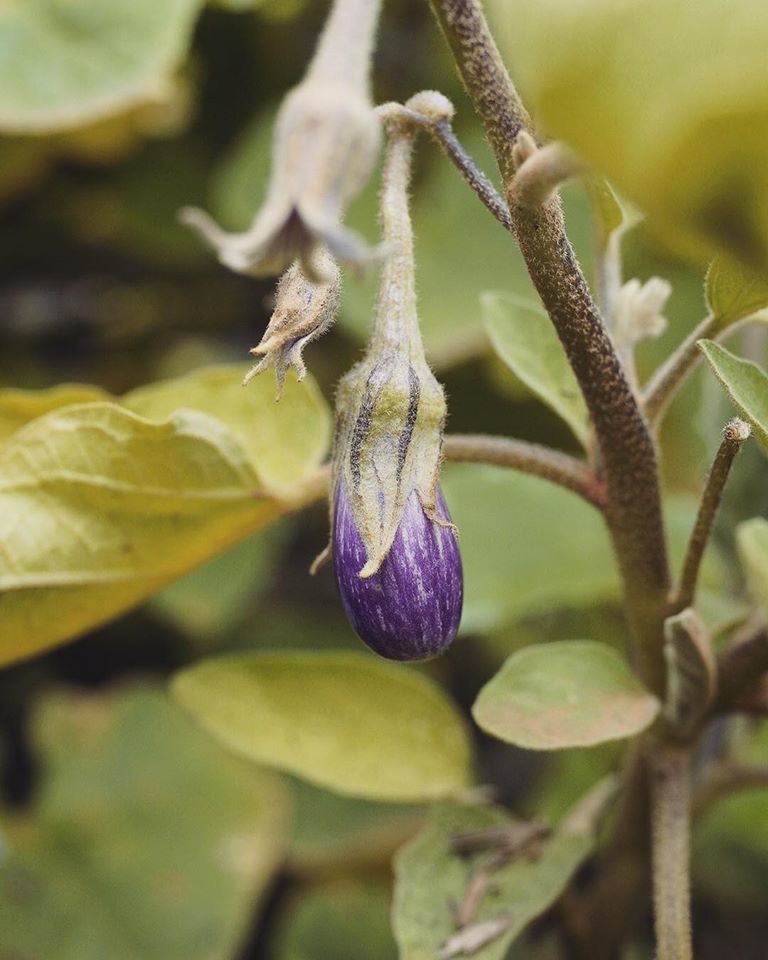 Khu vườn yên bình rộng 15ha ngập tràn hoa lá, cỏ cây của ông bố hai con-27