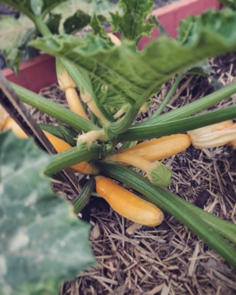 Khu vườn yên bình rộng 15ha ngập tràn hoa lá, cỏ cây của ông bố hai con-28