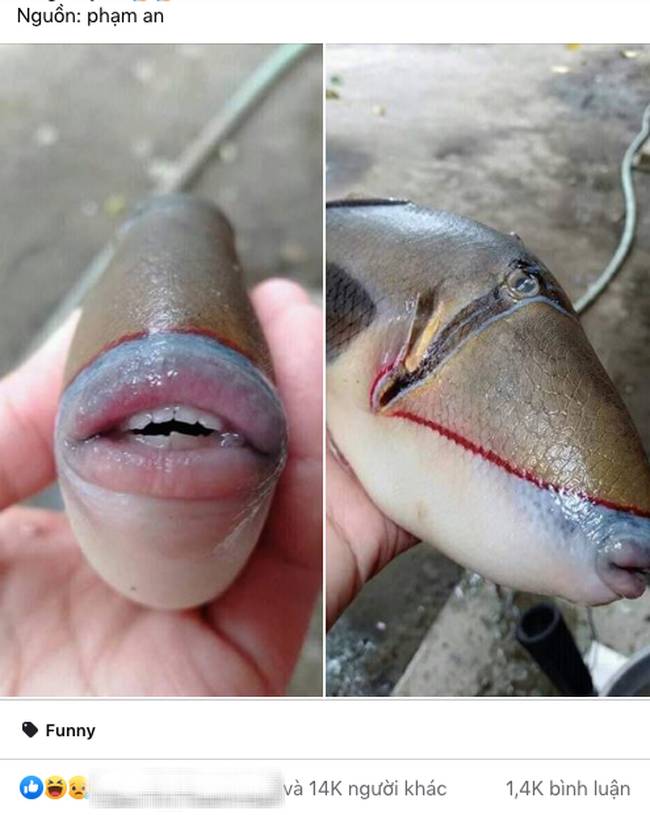 Chết cười” với chú cá có đôi môi gợi cảm chẳng khác nào thiếu nữ khiến dân mạng xôn xao về việc đoán tên-1