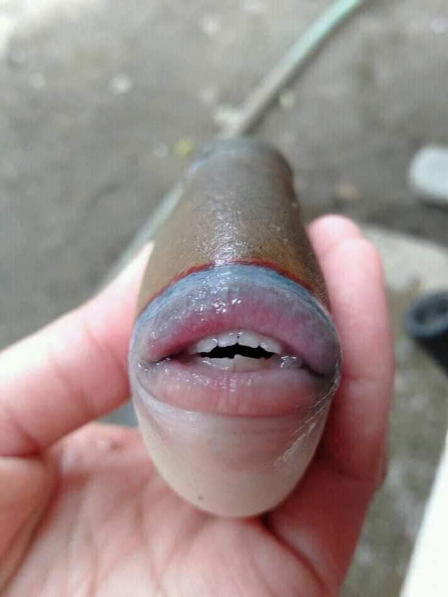 Chết cười” với chú cá có đôi môi gợi cảm chẳng khác nào thiếu nữ khiến dân mạng xôn xao về việc đoán tên-2