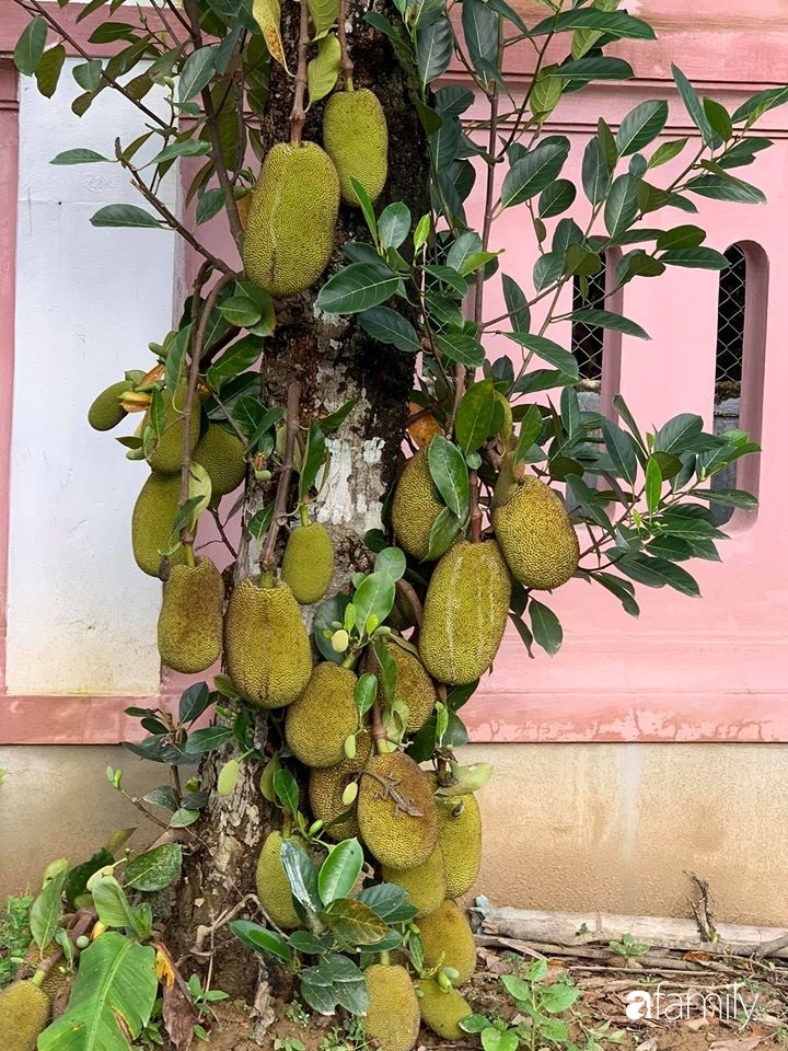 Ngôi nhà gần trăm năm tuổi bên cạnh khu vườn hoa hồng gói gọn những lặng lẽ, yên bình của xứ Huế mộng mơ-17