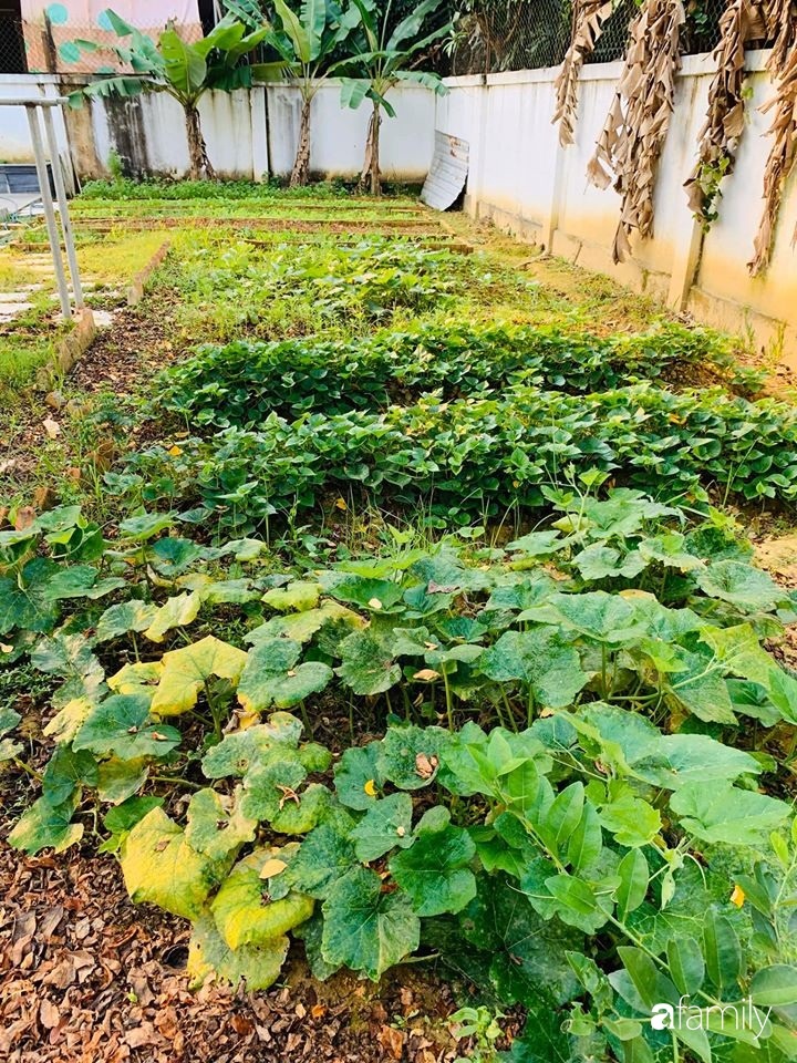 Ngôi nhà gần trăm năm tuổi bên cạnh khu vườn hoa hồng gói gọn những lặng lẽ, yên bình của xứ Huế mộng mơ-19