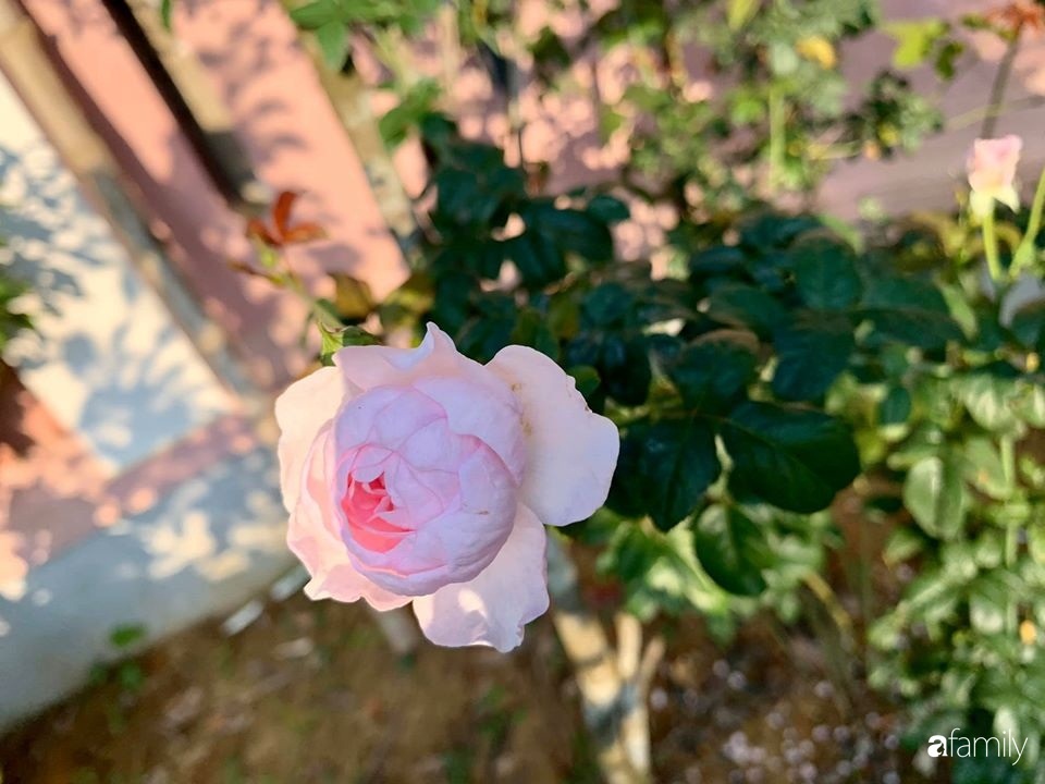 Ngôi nhà gần trăm năm tuổi bên cạnh khu vườn hoa hồng gói gọn những lặng lẽ, yên bình của xứ Huế mộng mơ-22