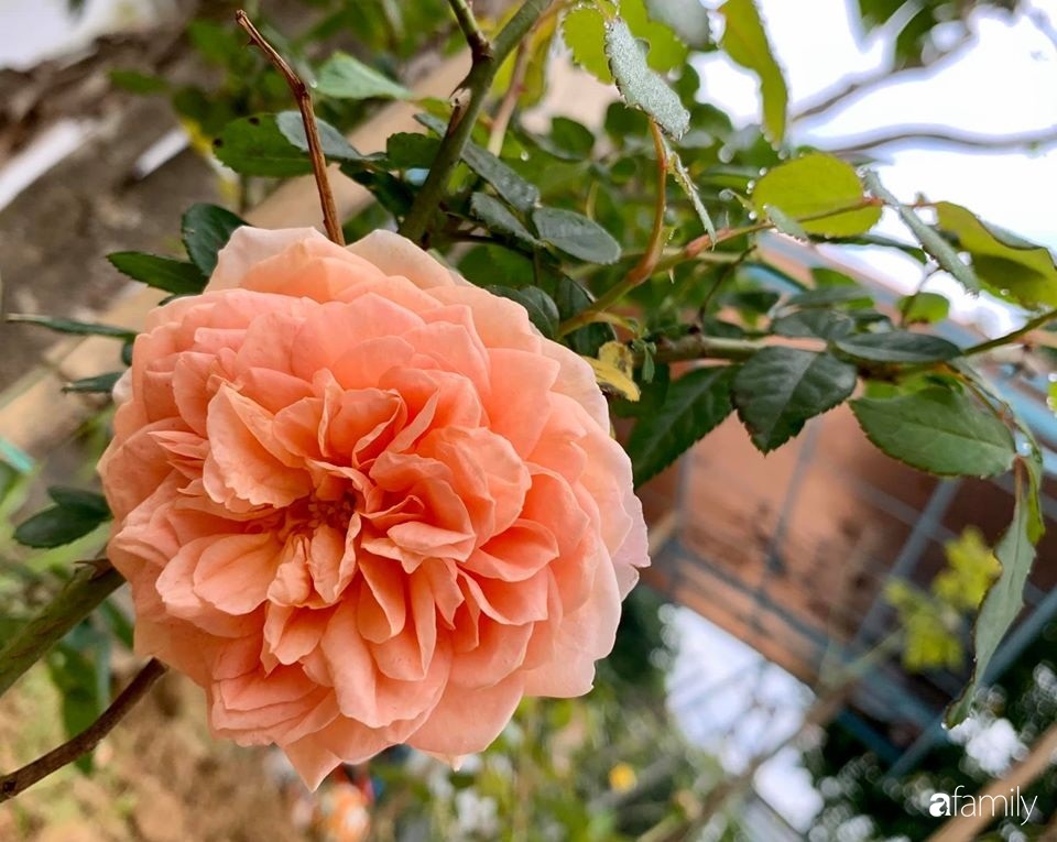 Ngôi nhà gần trăm năm tuổi bên cạnh khu vườn hoa hồng gói gọn những lặng lẽ, yên bình của xứ Huế mộng mơ-23