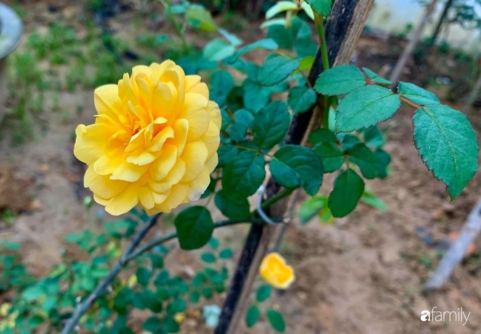 Ngôi nhà gần trăm năm tuổi bên cạnh khu vườn hoa hồng gói gọn những lặng lẽ, yên bình của xứ Huế mộng mơ-24