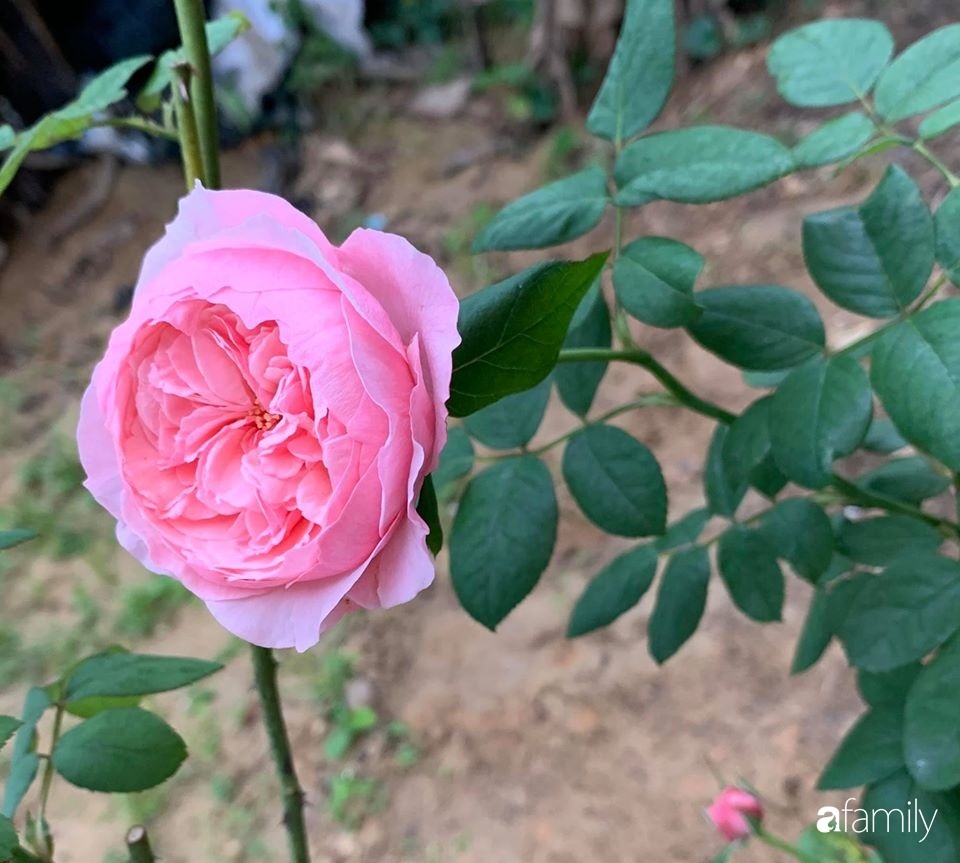 Ngôi nhà gần trăm năm tuổi bên cạnh khu vườn hoa hồng gói gọn những lặng lẽ, yên bình của xứ Huế mộng mơ-25