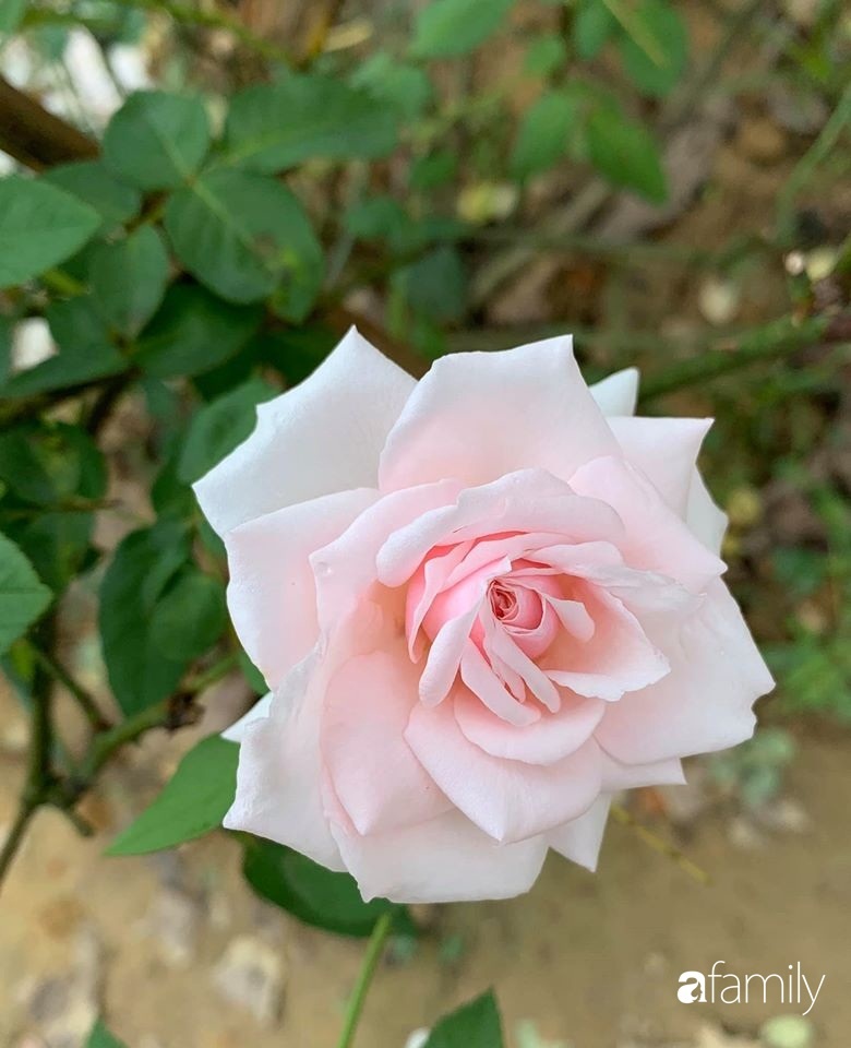 Ngôi nhà gần trăm năm tuổi bên cạnh khu vườn hoa hồng gói gọn những lặng lẽ, yên bình của xứ Huế mộng mơ-26