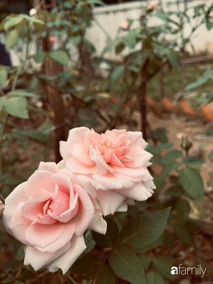 Ngôi nhà gần trăm năm tuổi bên cạnh khu vườn hoa hồng gói gọn những lặng lẽ, yên bình của xứ Huế mộng mơ-27