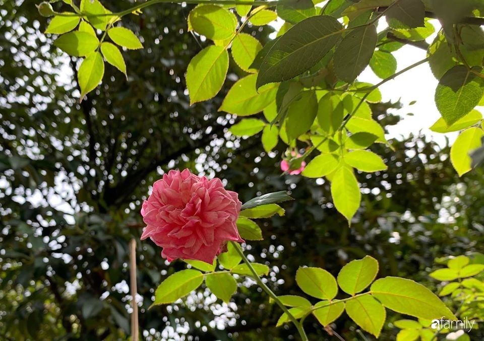 Ngôi nhà gần trăm năm tuổi bên cạnh khu vườn hoa hồng gói gọn những lặng lẽ, yên bình của xứ Huế mộng mơ-28