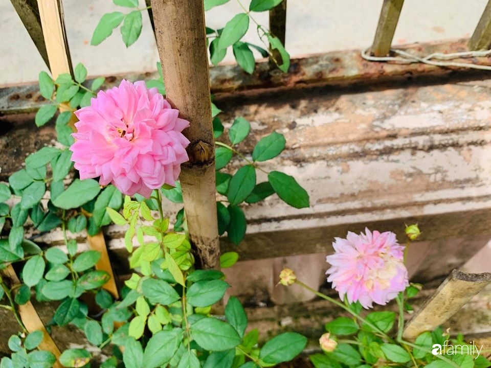 Ngôi nhà gần trăm năm tuổi bên cạnh khu vườn hoa hồng gói gọn những lặng lẽ, yên bình của xứ Huế mộng mơ-29