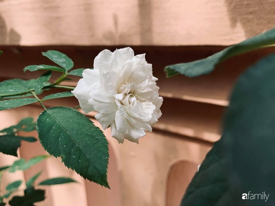 Ngôi nhà gần trăm năm tuổi bên cạnh khu vườn hoa hồng gói gọn những lặng lẽ, yên bình của xứ Huế mộng mơ-30