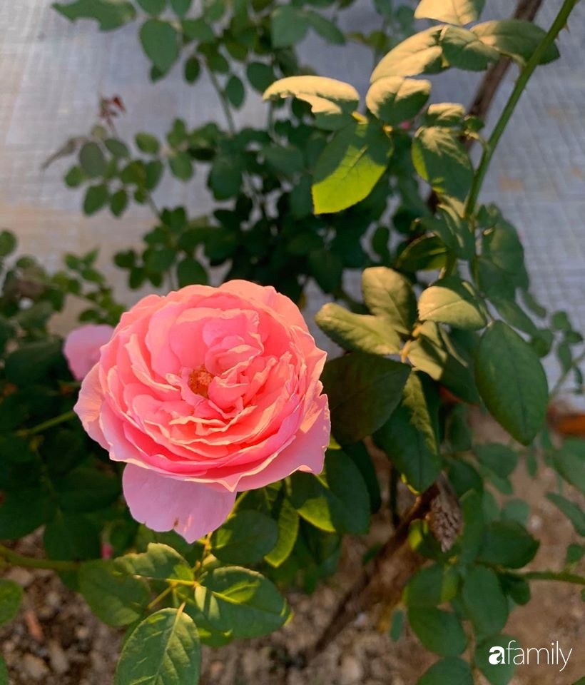 Ngôi nhà gần trăm năm tuổi bên cạnh khu vườn hoa hồng gói gọn những lặng lẽ, yên bình của xứ Huế mộng mơ-31