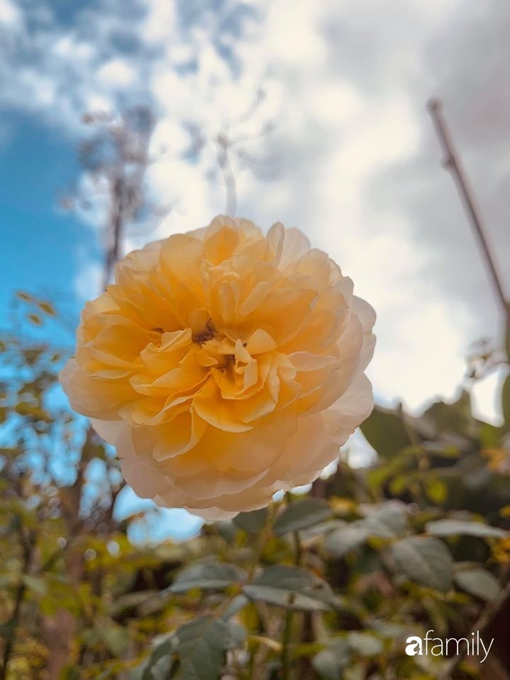 Ngôi nhà gần trăm năm tuổi bên cạnh khu vườn hoa hồng gói gọn những lặng lẽ, yên bình của xứ Huế mộng mơ-33