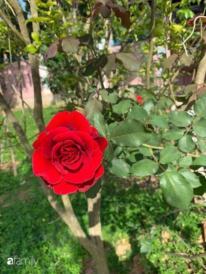 Ngôi nhà gần trăm năm tuổi bên cạnh khu vườn hoa hồng gói gọn những lặng lẽ, yên bình của xứ Huế mộng mơ-34