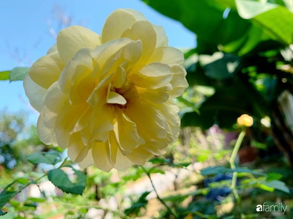 Ngôi nhà gần trăm năm tuổi bên cạnh khu vườn hoa hồng gói gọn những lặng lẽ, yên bình của xứ Huế mộng mơ-36