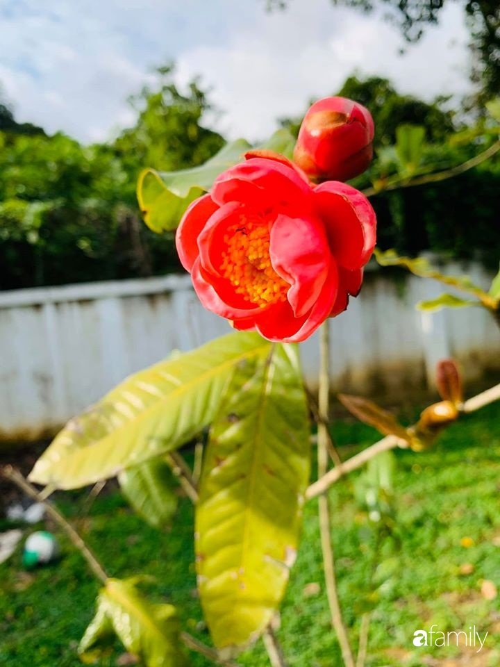 Ngôi nhà gần trăm năm tuổi bên cạnh khu vườn hoa hồng gói gọn những lặng lẽ, yên bình của xứ Huế mộng mơ-37