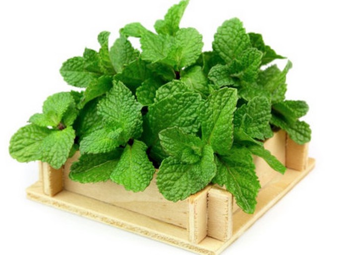 Loại cây đuổi muỗi nhanh hơn bình xịt, an toàn cho trẻ, nhà nào chưa có phải tậu” ngay-2