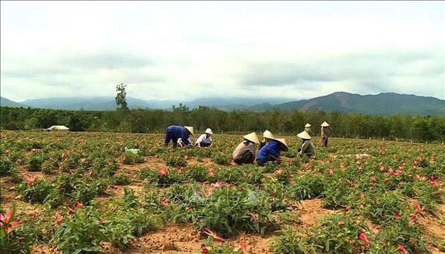 Loài sâm tưởng tuyệt chủng bỗng hồi sinh thần kỳ, dân đút túi tiền tỷ/năm-1