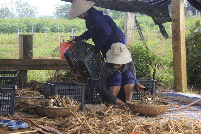 Loài sâm tưởng tuyệt chủng bỗng hồi sinh thần kỳ, dân đút túi tiền tỷ/năm-11